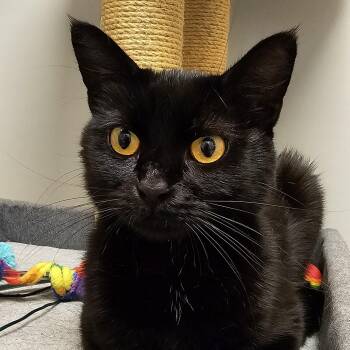 Domestic Short Hair Cats Available for Adoption in Cedar Rapids, Iowa - Jodi | PetCurious