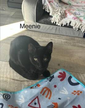 Rescue Domestic Short Hair Cats for Adoption in Klamath Falls, Oregon - Meenie | PetCurious