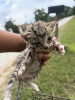 A657124 -  Domestic Short Hair Cat for Adoption in Houston, Texas - A657124 | PetCurious