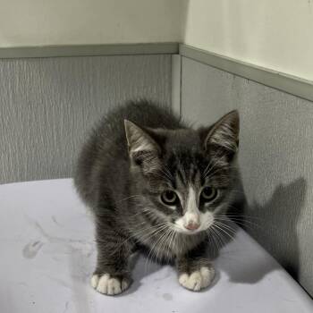 Astrid -  Domestic Short Hair Cat for Adoption in Tampa, Florida - Astrid | PetCurious
