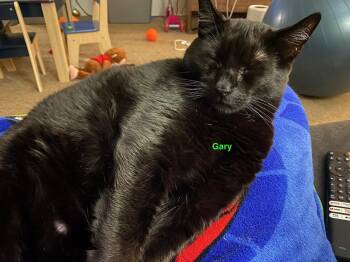 Rescue Domestic Short Hair Cats for Adoption in Moscow, Idaho - **COURTESY LISTING** Gary | PetCurious