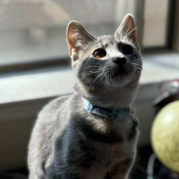 Sabine (Blue) -  Domestic Short Hair Cat for Adoption in Sunnyvale, California - Sabine (Blue) | PetCurious