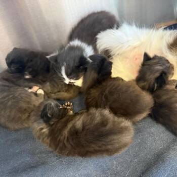 Savannah -  Domestic Long Hair Cat Available for Adoption in Madisonville, Tennessee - Savannah | PetCurious