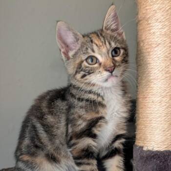 CECE -  Domestic Short Hair Cat for Adoption in Houston, Texas - CECE | PetCurious