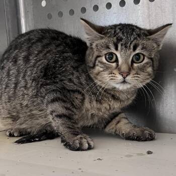 Domestic Short Hair Cats Available for Adoption - Cullen | PetCurious