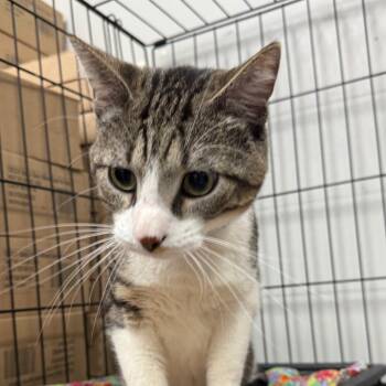 Ultra Ross -  Domestic Short Hair Cat for Adoption in Normal, Illinois - Ultra Ross | PetCurious