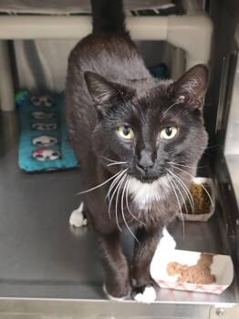 Domestic Short Hair Cats Available for Adoption in Vancouver, Washington - Tibault | PetCurious