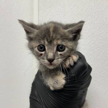 Domestic Short Hair Cats Available for Adoption in Abilene, Texas - Waffle | PetCurious