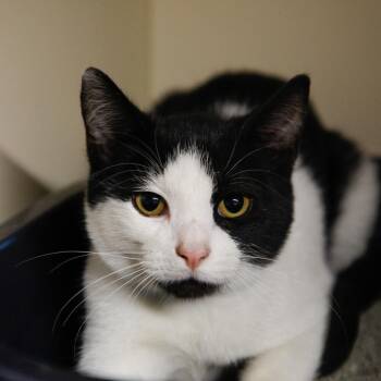 Jinx -  Domestic Short Hair Cat for Adoption in Tampa, Florida - Jinx | PetCurious