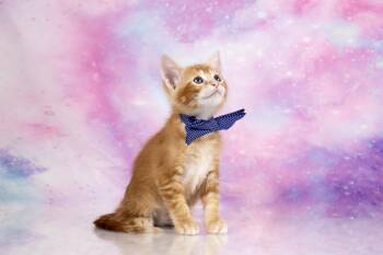 Domestic Short Hair and Tabby Cats Available for Adoption in Tuscaloosa, Alabama - Cayenne - 8 Weeks Old | PetCurious