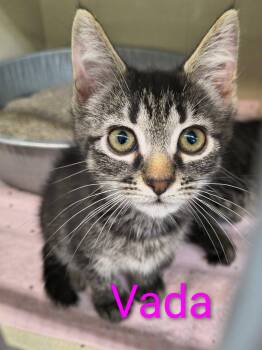 Vada -  Domestic Short Hair Cat for Adoption in Saint Marys, Pennsylvania - Vada | PetCurious