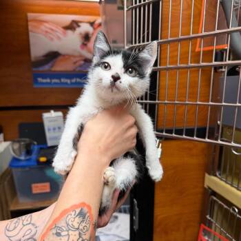 JiJi Beans -  Domestic Short Hair Cat for Adoption in Philadelphia, Pennsylvania - JiJi Beans | PetCurious