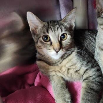 Porcupine -  Domestic Short Hair Cat for Adoption in Walker, Michigan - Porcupine | PetCurious