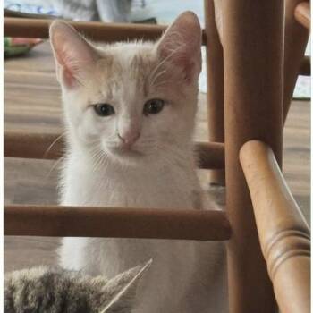 Cuervo -  Domestic Short Hair Cat for Adoption in Larkfield-wikiup, California - Cuervo | PetCurious