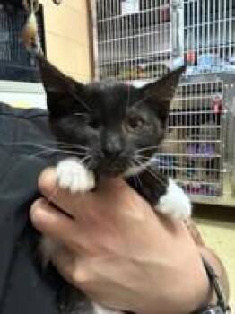 Spring Roll -  Domestic Short Hair Cat for Adoption in Manitowoc, Wisconsin - Spring Roll | PetCurious