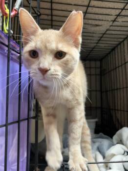 Conan (bonded to Kirby) - KBC -  Domestic Short Hair Cat for Adoption in Dublin, Ohio - Conan (bonded To Kirby) - KBC | PetCurious