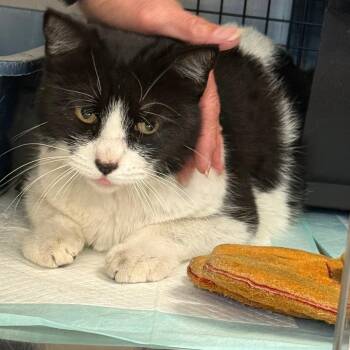 Maple -  Domestic Short Hair Cat for Adoption in Ponca City, Oklahoma - Maple | PetCurious