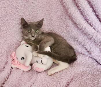 Allison -  Tuxedo Cat for Adoption in St. Augustine, Florida - Allison | PetCurious