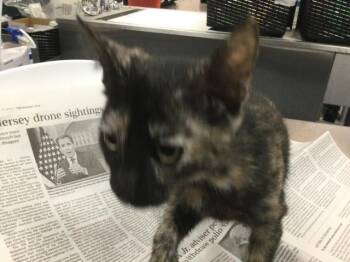 A1929537 -  Domestic Short Hair Cat for Adoption in Thousand Palms, California - A1929537 | PetCurious