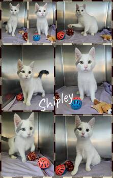 Rescue Domestic Short Hair Cats for Adoption in Universal City, Texas - Shipley | PetCurious