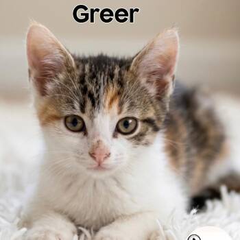 Greer -  Domestic Short Hair Cat for Adoption in Washington, Pennsylvania - Greer | PetCurious