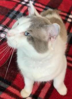 Domestic Medium Hair Cats Available for Adoption in Liverpool, Texas - Asher | PetCurious