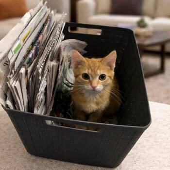 Domestic Short Hair Cats Available for Adoption - Mr. Wilson | PetCurious