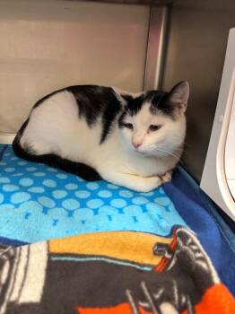 Moody -  Domestic Short Hair Cat for Adoption in Liverpool, New York - Moody | PetCurious