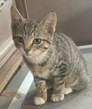 Apollo -  Domestic Short Hair Cat for Adoption in Rome, Pennsylvania - Apollo | PetCurious
