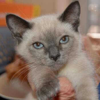 Luigi -  Domestic Short Hair Cat for Adoption in Los Angeles, California - Luigi | PetCurious