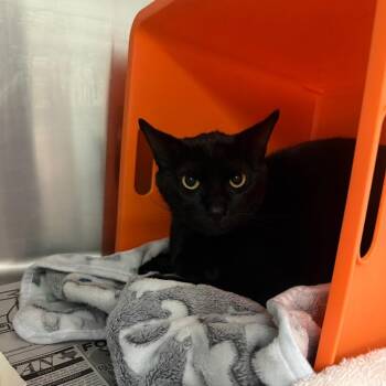 Domestic Short Hair Cats Available for Adoption in Houston, Texas - Tabasco | PetCurious