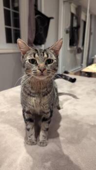 Francine -  Domestic Short Hair Cat for Adoption in Delson, Quebec - Francine | PetCurious