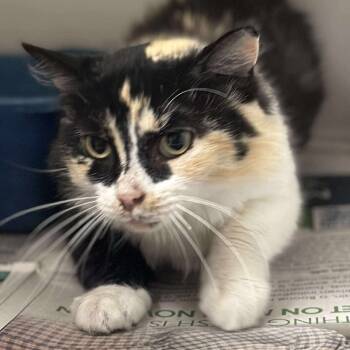 Rescue Domestic Medium Hair Cats for Adoption in Washington, District Of Columbia - (16743) | PetCurious