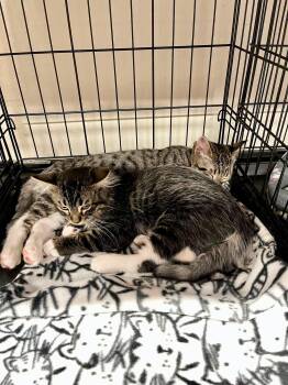 Oura -  Tabby and Domestic Medium Hair Cat for Adoption in Walnut Creek, California - Oura | PetCurious