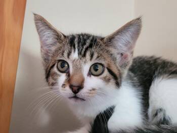 Parmigiana -  Domestic Short Hair Cat for Adoption in Logan, Utah - Parmigiana | PetCurious