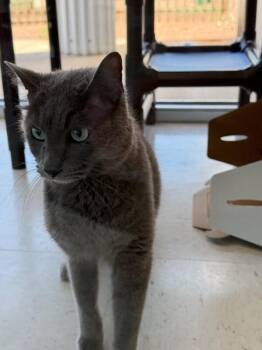 Grayson -  Domestic Short Hair Cat for Adoption in Hobbs, New Mexico - Grayson | PetCurious
