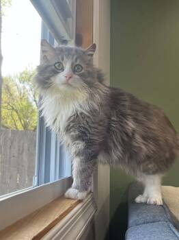 Domestic Long Hair Cats Available for Adoption in Greenville, Delaware - Fluffy, Willow Grove Area, (FCID 4/22/26-140) | PetCurious