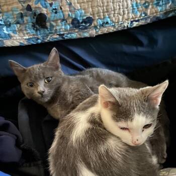 Lui -  Domestic Short Hair Cat for Adoption in Victoria, British Columbia - Lui | PetCurious
