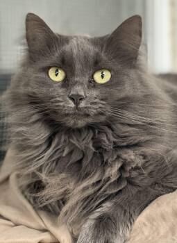 Rescue Domestic Long Hair Cats for Adoption in Calais, Maine - Macie | PetCurious