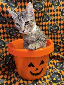 Rescue Domestic Short Hair Cats for Adoption in Oviedo, Florida - Phillip | PetCurious