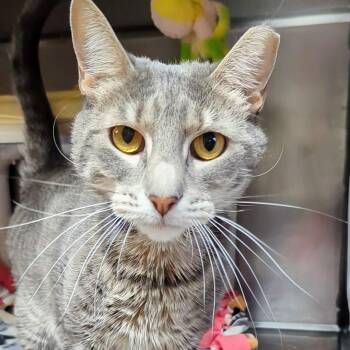 Rescue Domestic Short Hair Cats for Adoption in West Jefferson, Ohio - Star | PetCurious