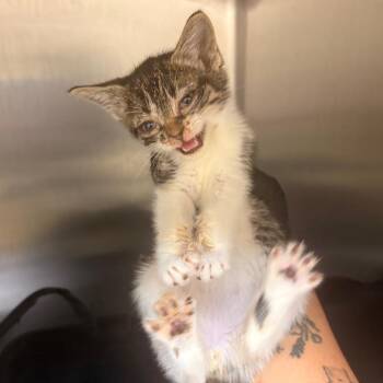 Bubba Ray Dudley -  Domestic Short Hair Cat for Adoption in Winston-salem, North Carolina - Bubba Ray Dudley | PetCurious