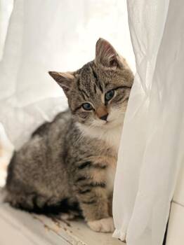 Domestic Short Hair Cats Available for Adoption - Natasha | PetCurious