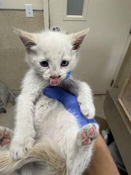 SAMI -  Domestic Short Hair Cat for Adoption in Riverside, California - SAMI | PetCurious