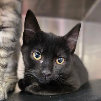Belfast -  Domestic Short Hair Cat for Adoption in Spokane, Washington - Belfast | PetCurious