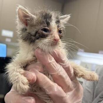Wallace -  Domestic Short Hair Cat for Adoption in Asheville, North Carolina - Wallace | PetCurious