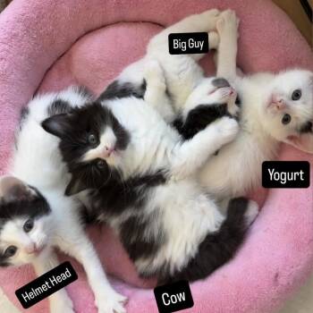 Domestic Short Hair Cats Available for Adoption in Washington, District Of Columbia - The Spring Litter - Creamsicle | PetCurious