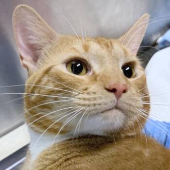 Goldfish -  Domestic Short Hair Cat for Adoption in Providence, Rhode Island - Goldfish | PetCurious