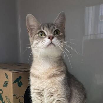 Sugar -  Domestic Short Hair Cat for Adoption in Saint Charles, Missouri - Sugar | PetCurious