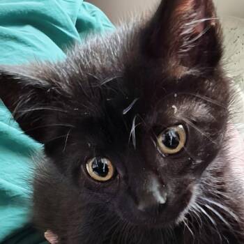 Derek - Best Friends with Burke -  Domestic Short Hair Cat for Adoption in West Jefferson, Ohio - Derek - Best Friends With Burke | PetCurious